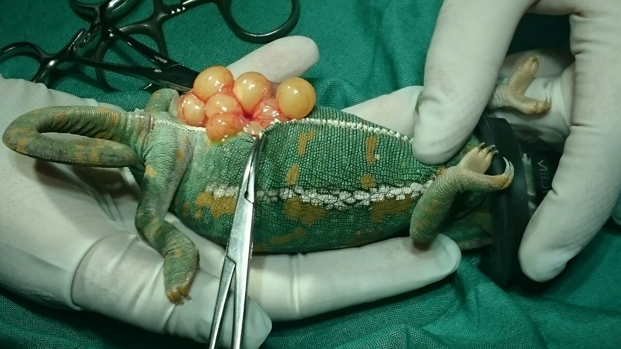 owalo design Kaiserschnitt Bei Hunden