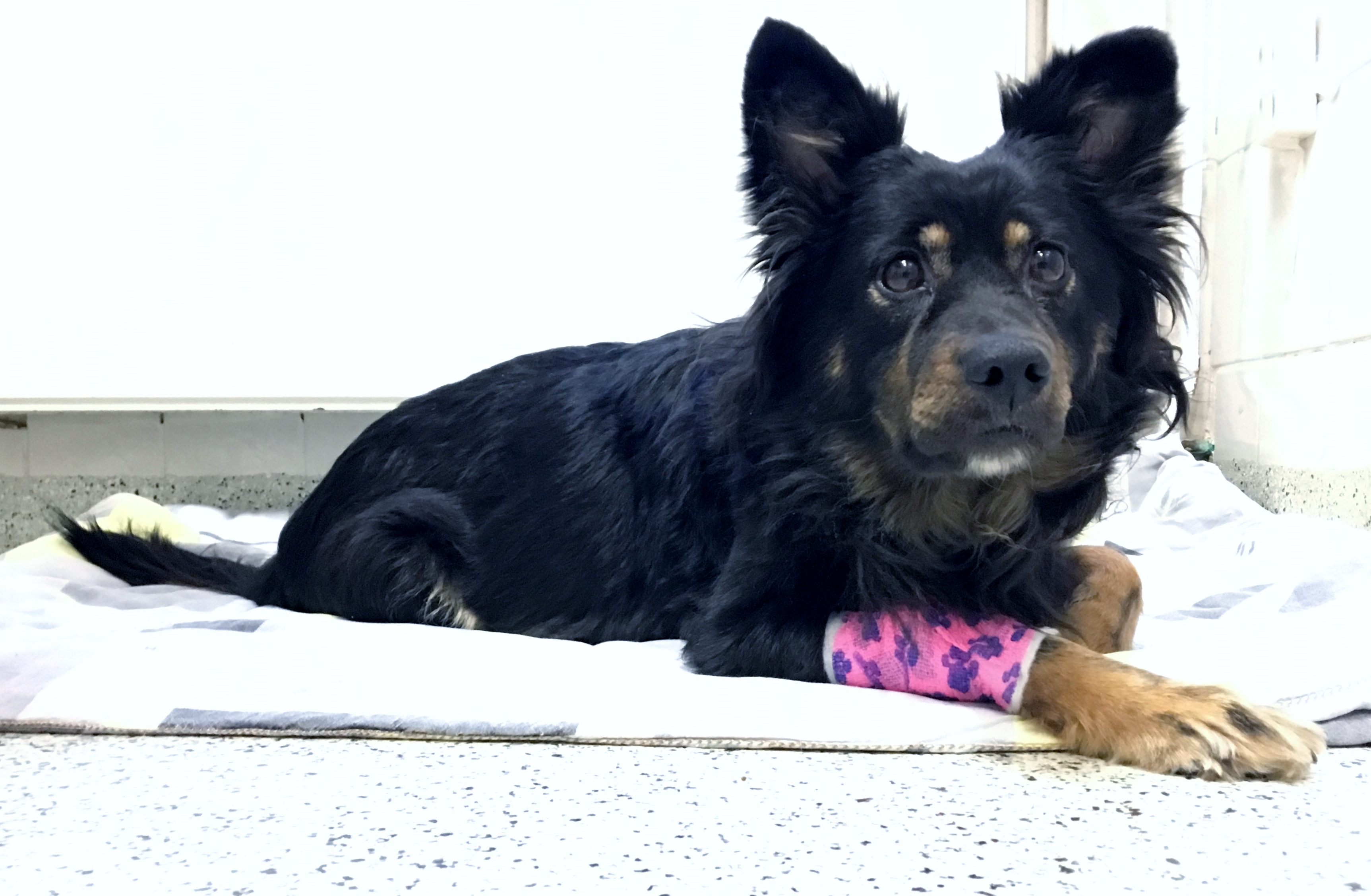 Trixi, 11 Jahre alte Mischlingshündin