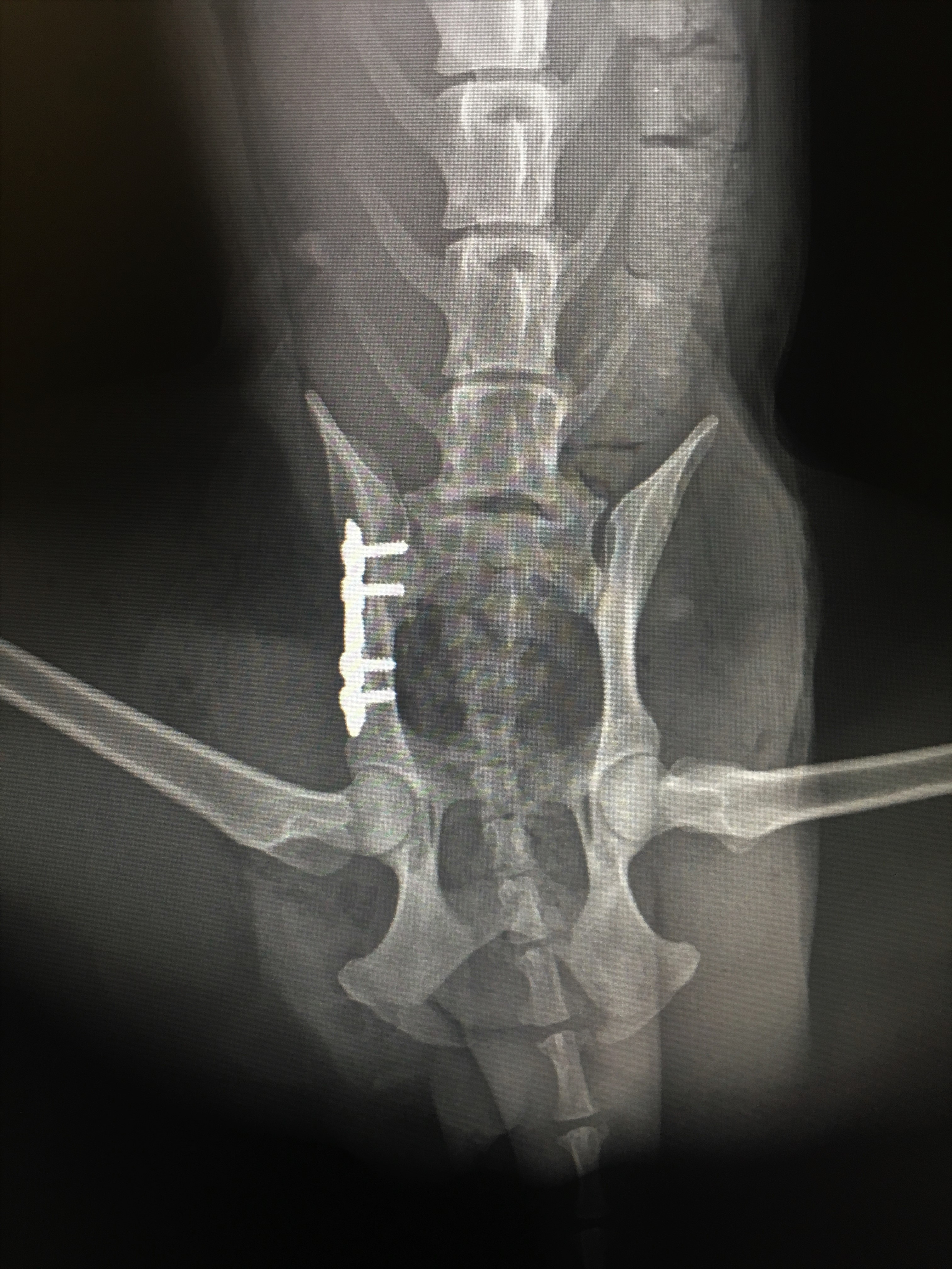 Beckenfraktur bei „Buntem Hund“ chirurgische durch