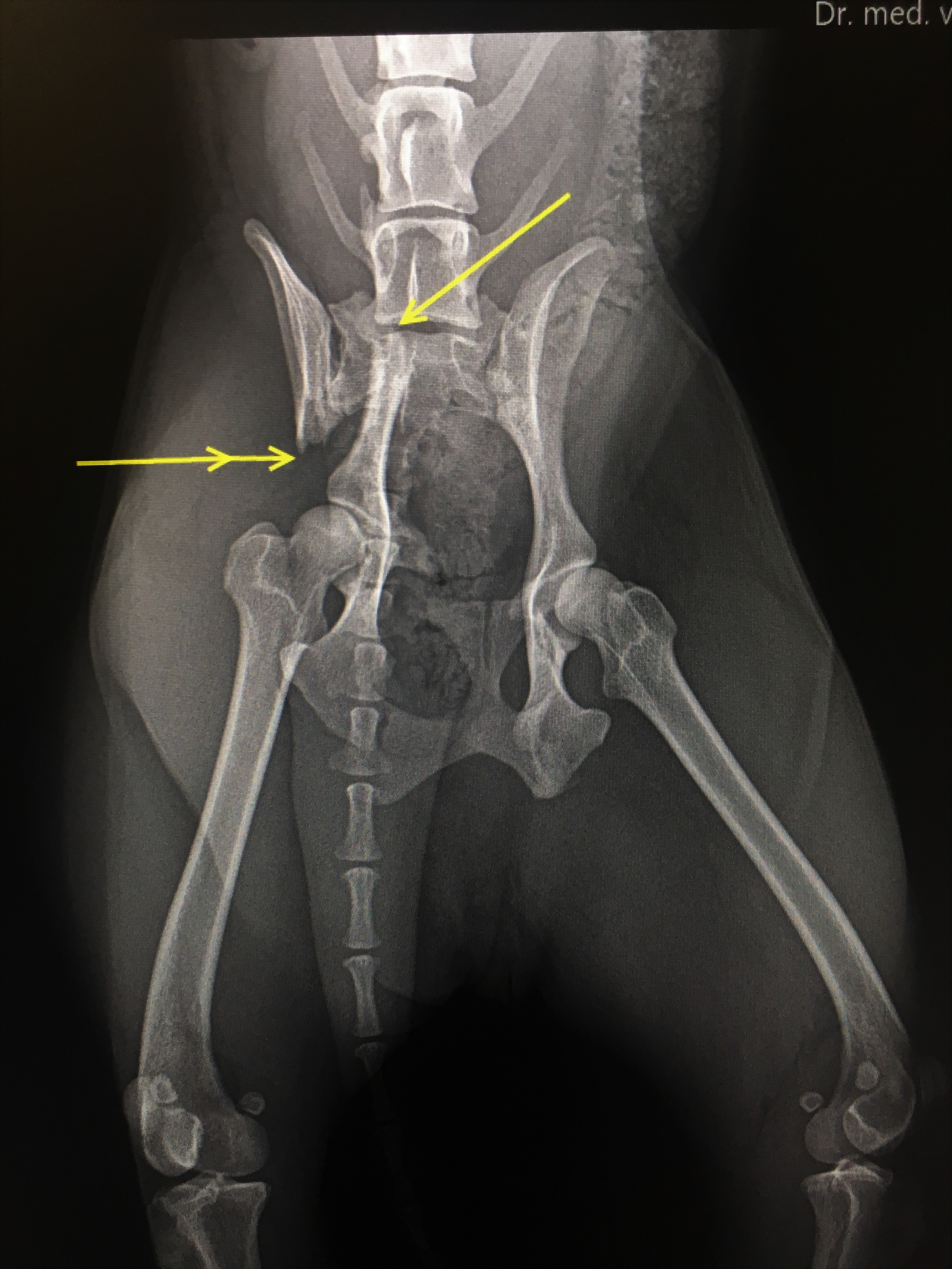 Beckenfraktur bei „Buntem Hund“ chirurgische durch